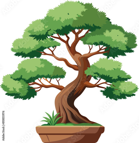 juniper bonsai tree vector illustration