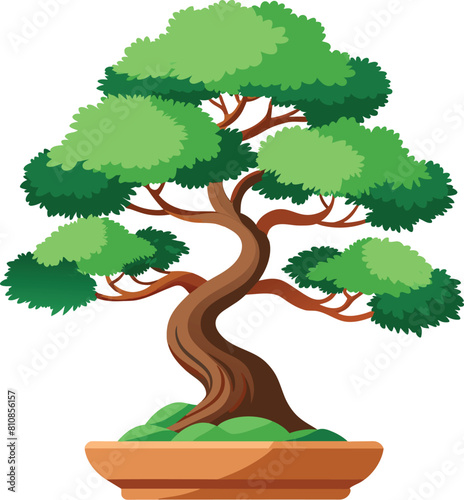juniper bonsai tree vector illustration