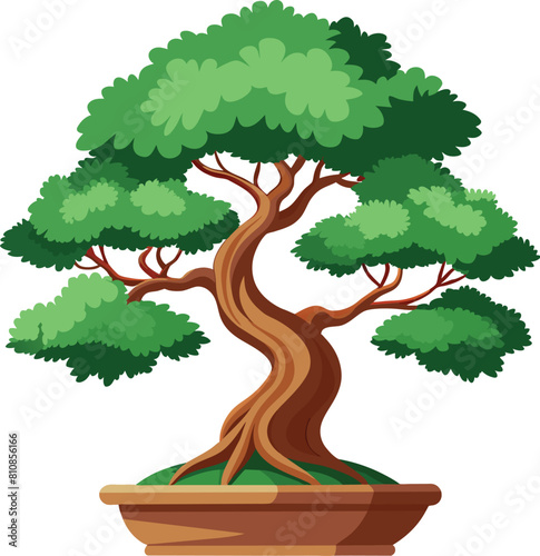 juniper bonsai tree vector illustration