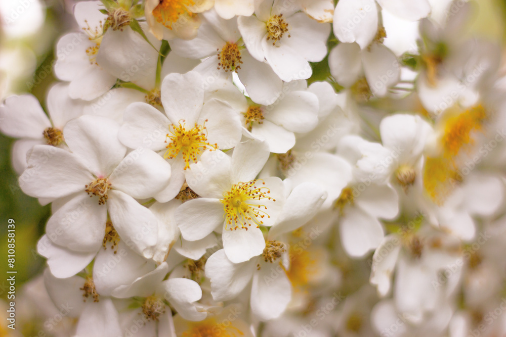close up white flowers Rosa Wedding Day, blossom rambling rose, nature background close up white flowers Rosa Wedding Day, blossom rambling rose, nature background