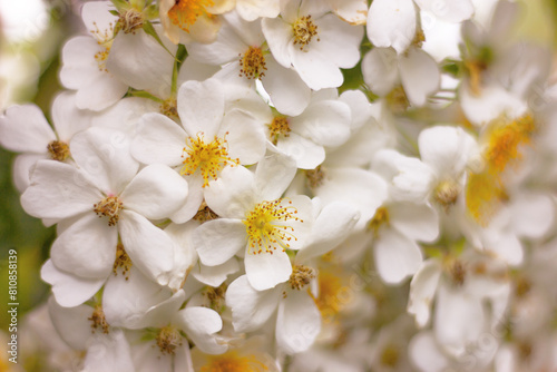 close up white flowers Rosa Wedding Day, blossom rambling rose, nature background