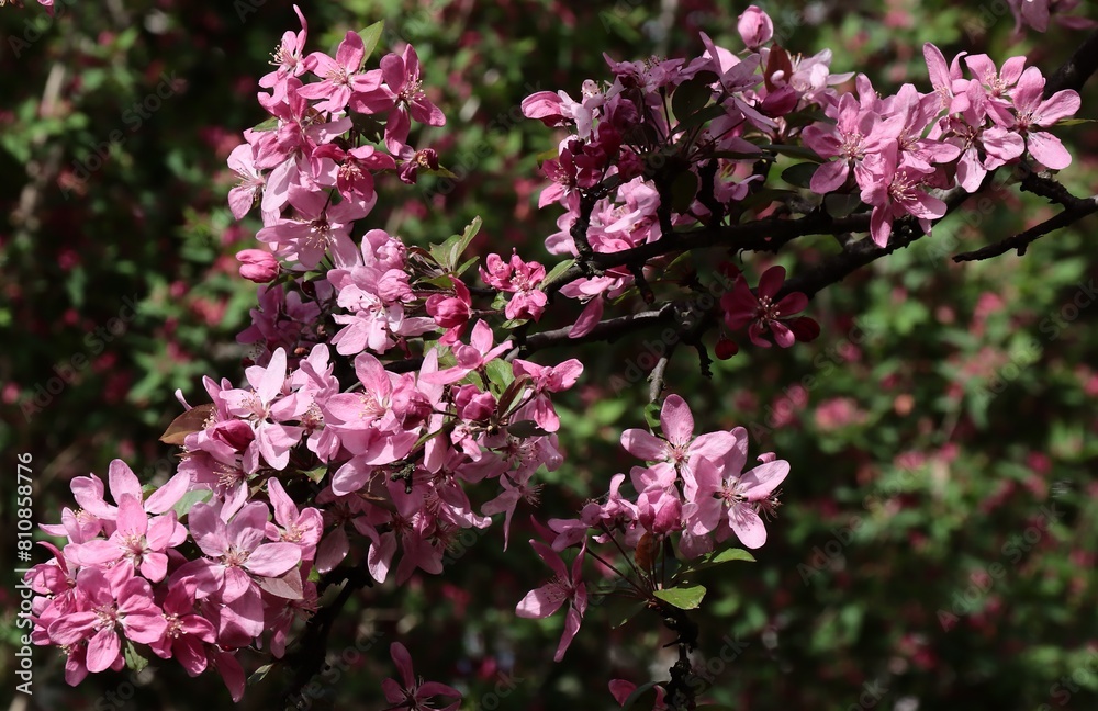 red flowers of malus purpurea tree at spring red flowers of malus purpurea tree at spring