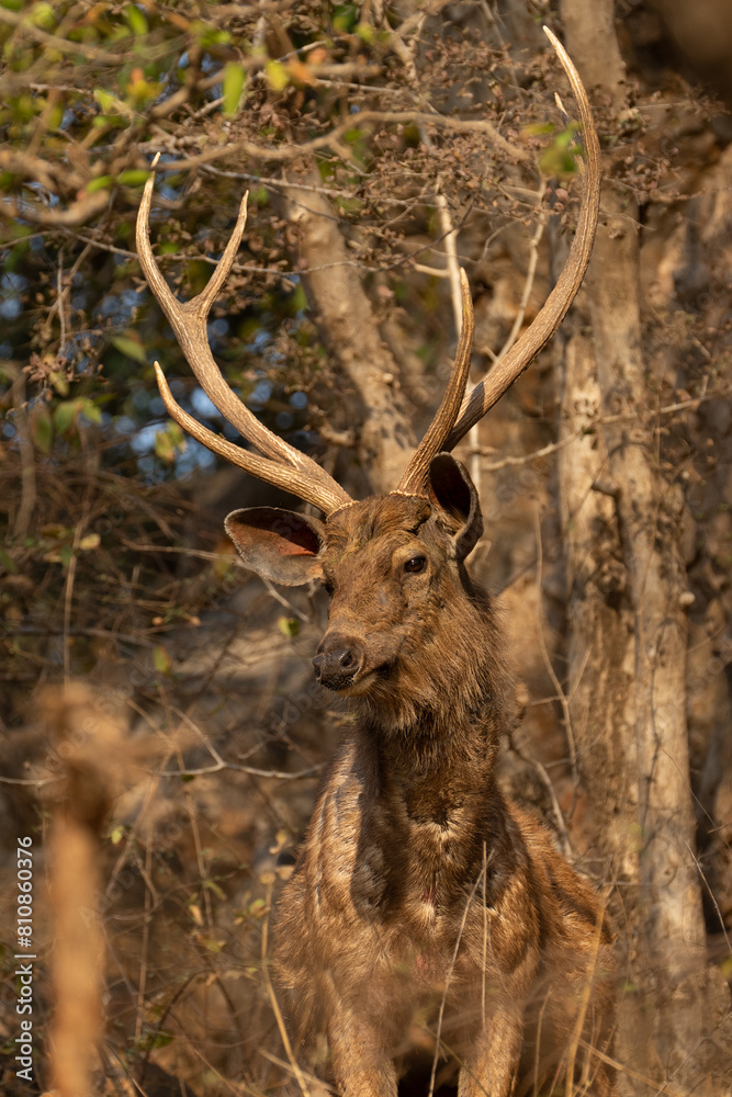 The Javan rusa or Sunda sambar (Rusa timorensis) is a deer species that is endemic to the islands of Java, Bali and Timor (including Timor Leste) in Indonesia. The Javan rusa mates around July. The Javan rusa or Sunda sambar (Rusa timorensis) is a deer species that is endemic to the islands of Java, Bali and Timor (including Timor Leste) in Indonesia. The Javan rusa mates around July.