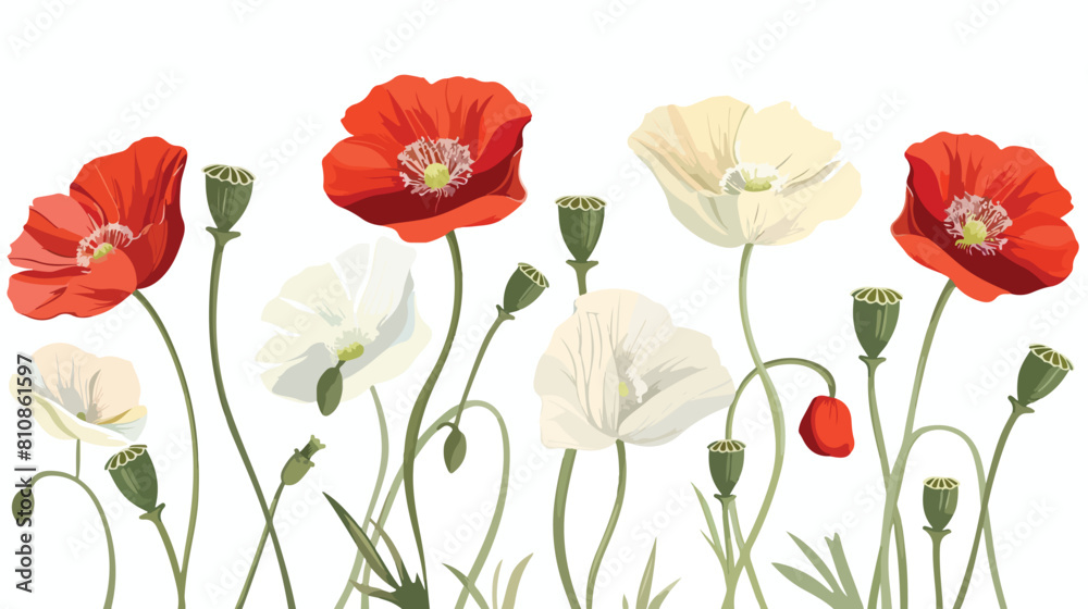 Blossomed and unblown buds of red and white poppy flo