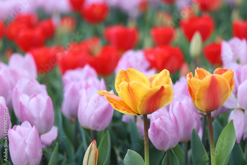 field of tulips