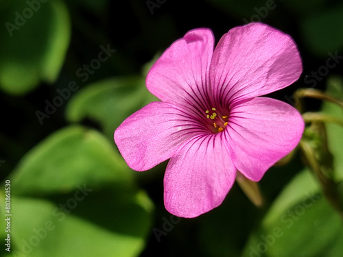 Oxalis articulata