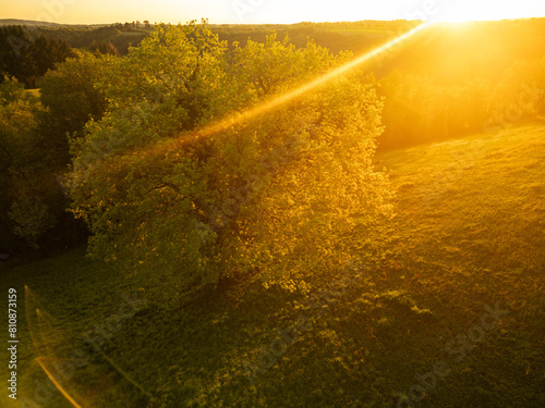 Oak tree countryside sunset