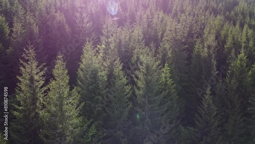 Drone video over amazing pine forest