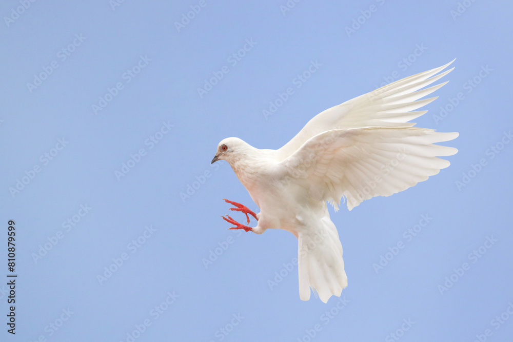 Beautiful White dove flying in the sky. White dove is the symbol of peace. Beautiful White dove flying in the sky. White dove is the symbol of peace.