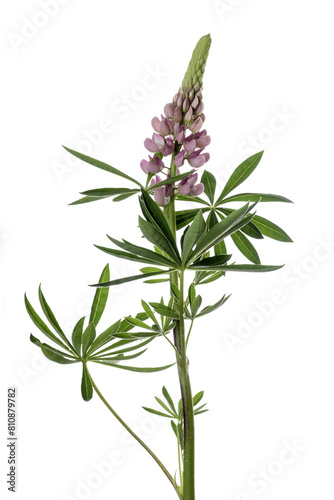 Lupinus