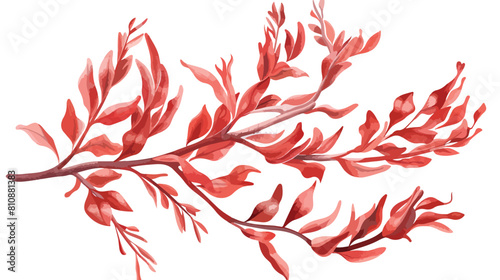 Delesseria alga. Leaves of red seaweed. Edible sea pl