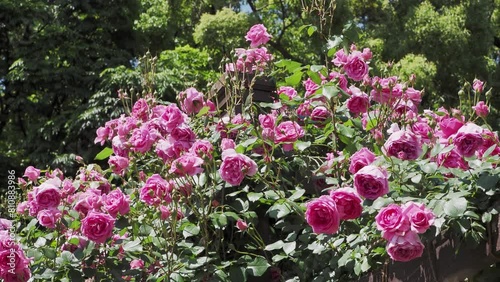 Wallpaper Mural 植物園に咲いた鮮やかな薔薇 Torontodigital.ca