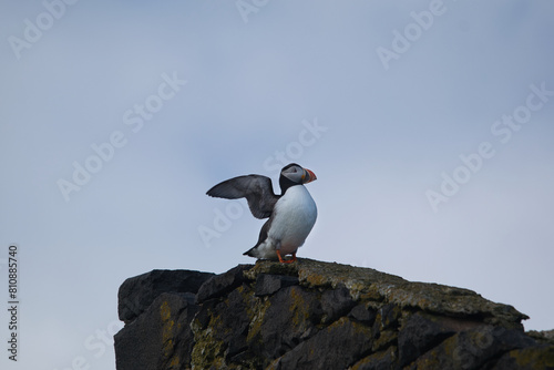 puffin showing wings on a rock