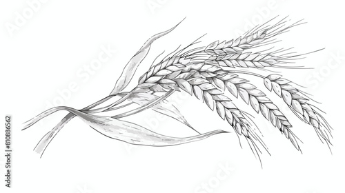 Elegant botanical drawing of wheat ear or spikelet. C