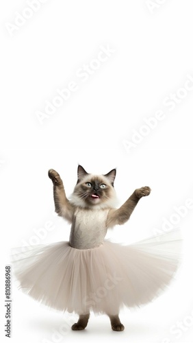 Siamese cat with white background dancing ballerin phone wallpaper background photo