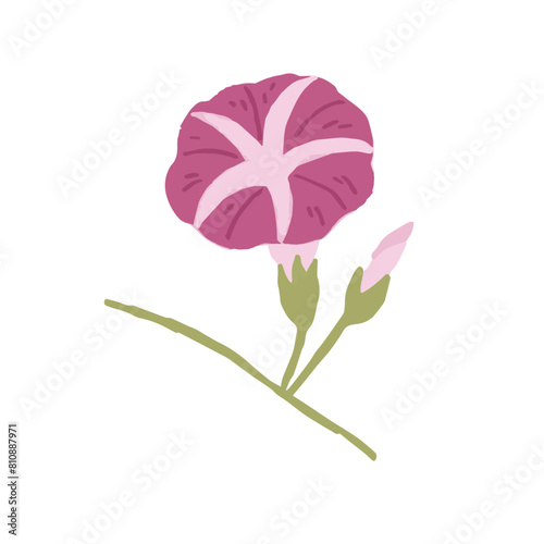 朝顔　お花　手書き風　イラスト	