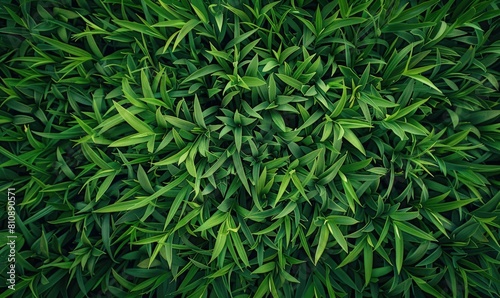 A closeup of green leaves on a shrub  a terrestrial plant