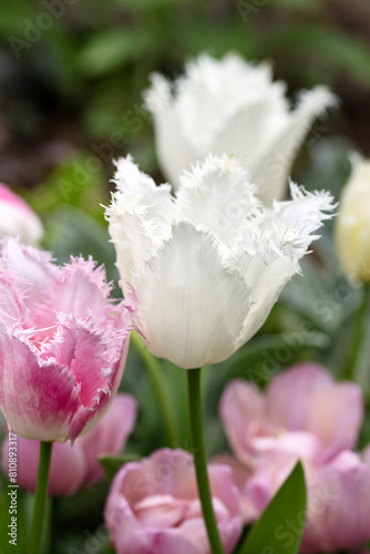 Pink fringed tulips Tulipa growing in a garden
