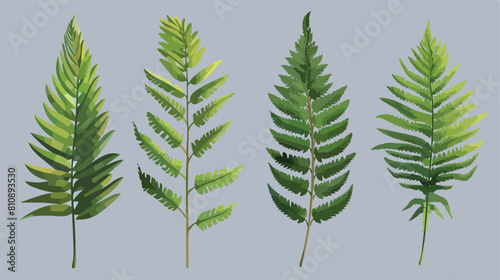 Fern realistic Four. Hand drawn sprouts frond leaves