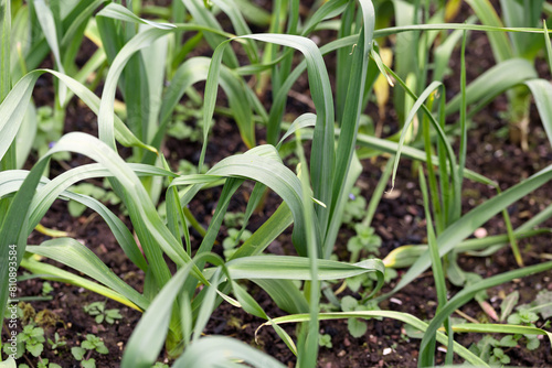 Young garlic growing in the garden. Rows of green shoots in spring