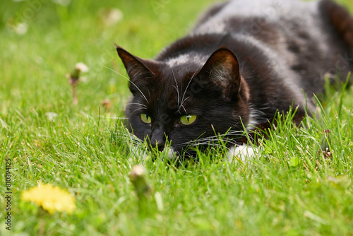 A cute cat, tuxedo pattern black and white bicolour lying in a green grass ready to jump