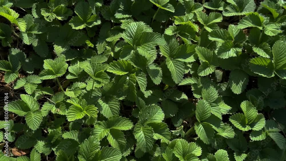 Top view of young green shoots of strawberry bushes in spring. Top view of young green shoots of strawberry bushes in spring.