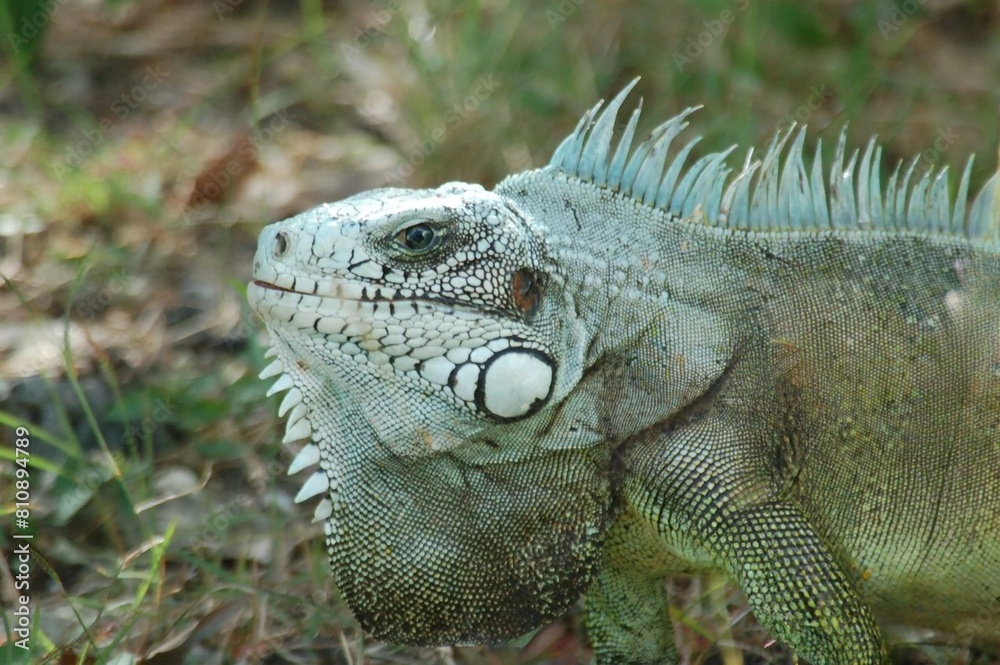 Iguana in the park, close-up portrait of a lizard
Iguana in the park, close-up portrait of a lizard