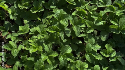 Top view of young green shoots of strawberry bushes in spring.