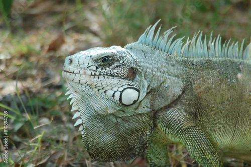 Iguana in the park  close-up portrait of a lizard 