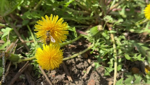 A honey bee collects pollen on a dandelion. A bee pollinates flowers.