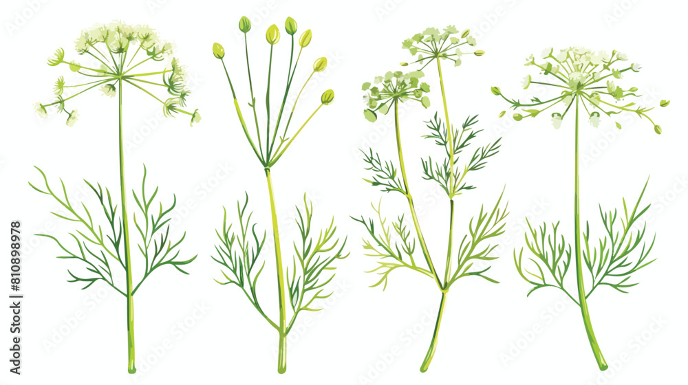 Four of elegant drawings of dill plant with flowers l