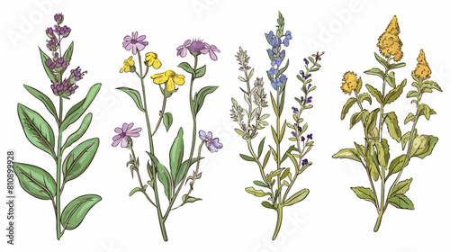Four of herbs. Four hand drawn medical botanical and