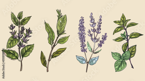 Four of herbs. Four hand drawn medical botanical and