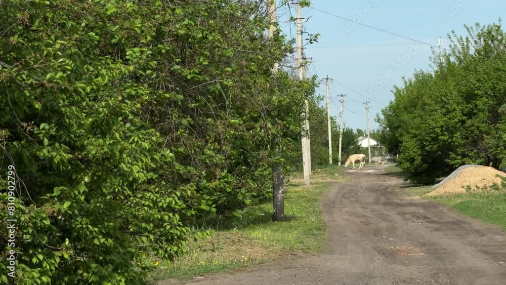 A cow grazes along the road on the street in the village. A cow grazes along the road on the street in the village.