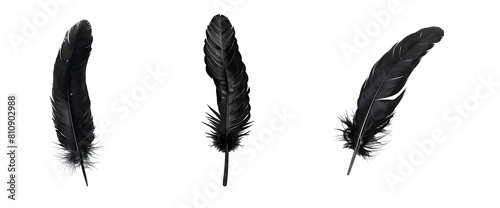 Set of Single black Feather Isolated on transparent background, png