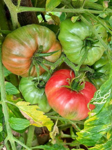 Tomatoes