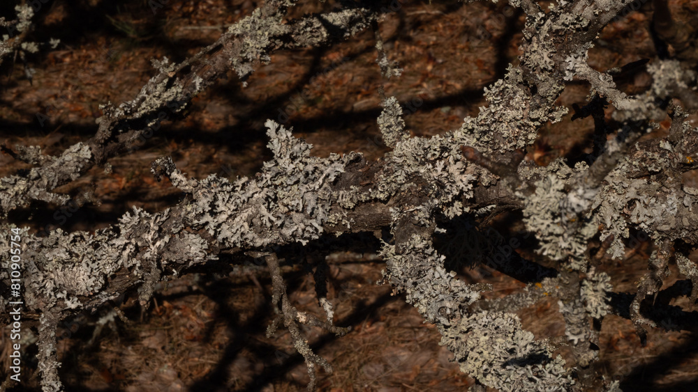 A beautiful branch of an old tree densely covered with moss and lichen. Close-up of large colonies of lichen on a tree branch in the forest. Lichen concept close up. A beautiful branch of an old tree densely covered with moss and lichen. Close-up of large colonies of lichen on a tree branch in the forest. Lichen concept close up.