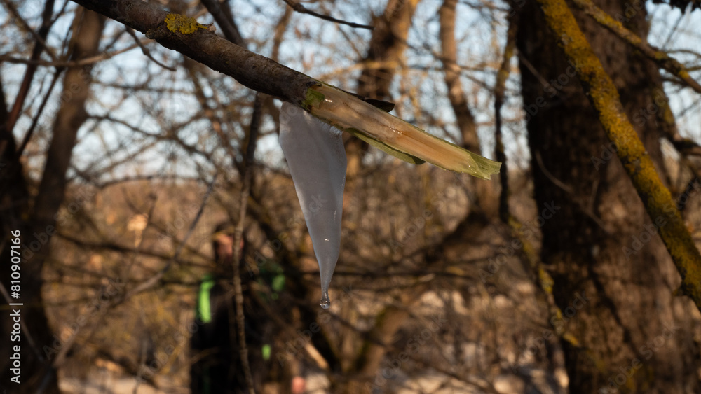 Fototapeta premium An icicle of tree sap froze on a broken branch. In the rays of the setting sun, an icicle of juice hangs from a broken branch. Icicle on a tree branch in spring against the blue sky.