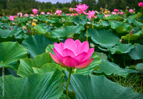 Foto Lotus flower (Nelumbo, Nelumbo nucifera, Nelumbo komarovii)