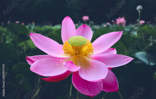 Lotus flower (Nelumbo, Nelumbo nucifera, Nelumbo komarovii)..Beautiful rare blooming lotus on a dark background photo