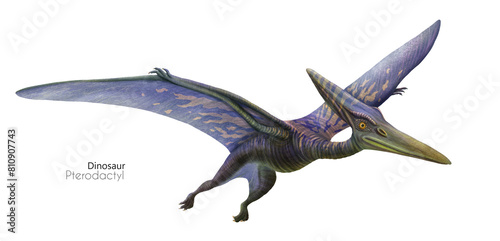 Illustration of a flying pterodactyl.  Flying blue dinosaur. Predator in flight.