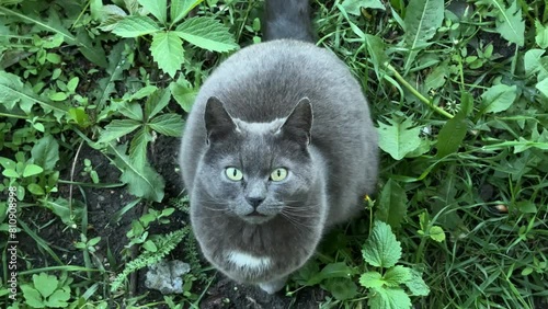 A beautiful domestic gray cat is looking at the camera close-up and yawning.