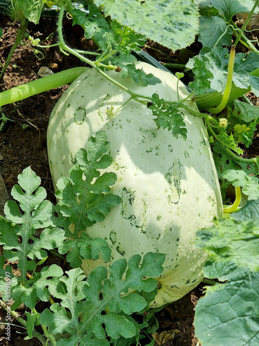 Sweet squash grows in the garden.
