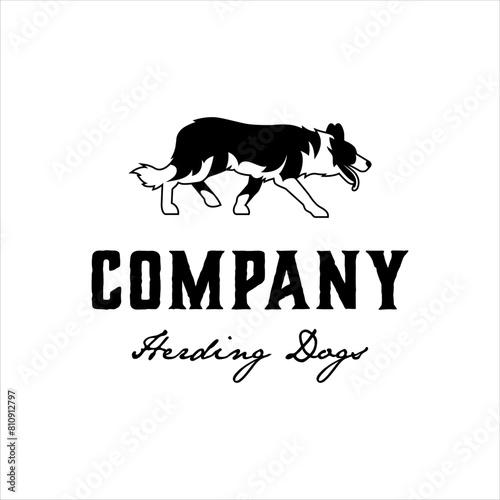 Border collie dog walking with simple style design