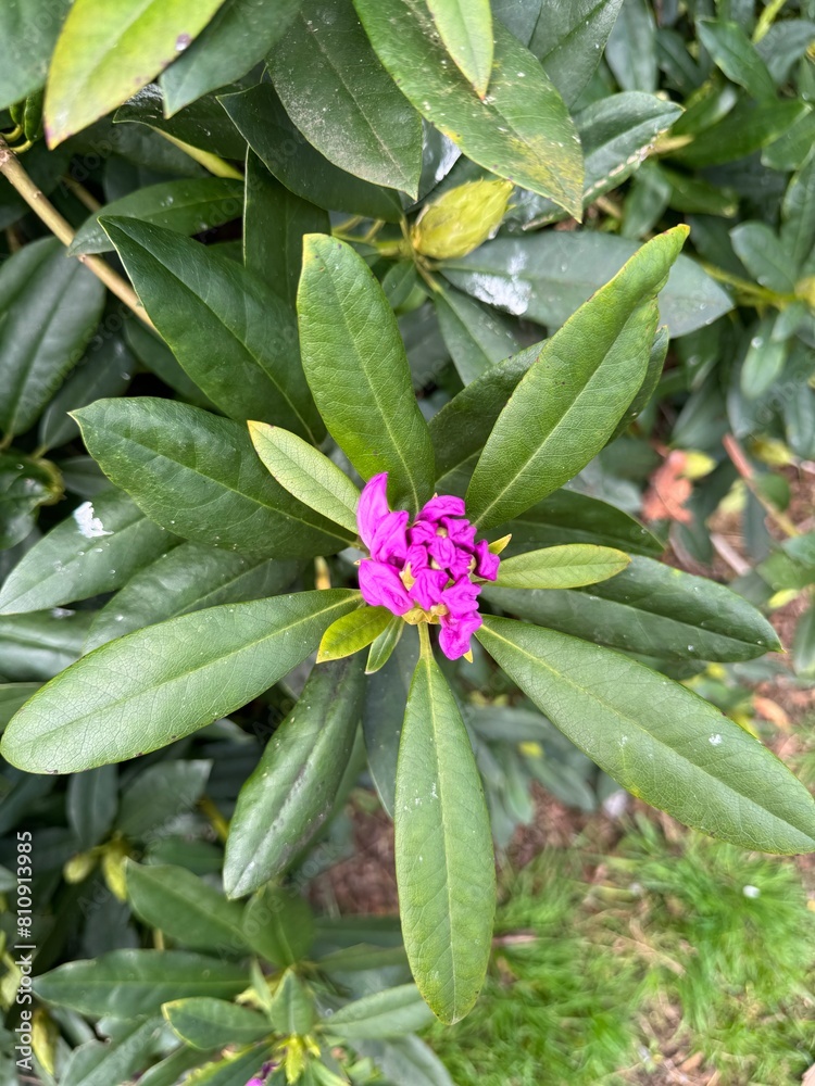 flower in the garden