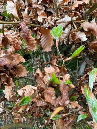 autumn leaves on the ground