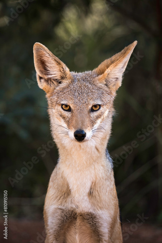 Black-backed jackal (Canis mesomelas) close up of its head looking at the camera directly photo