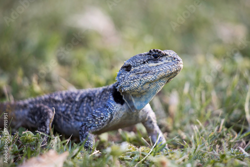 A Southern Tree Agama (Acanthocercus atricollis) standing on the ground