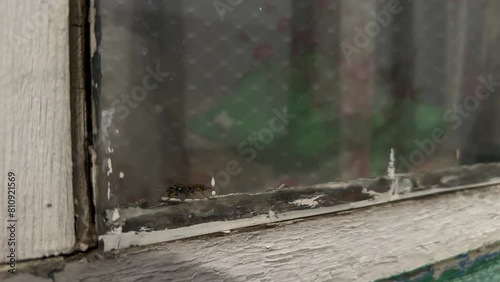 A wasp crawls on the window glass. Wasp moving on the window.