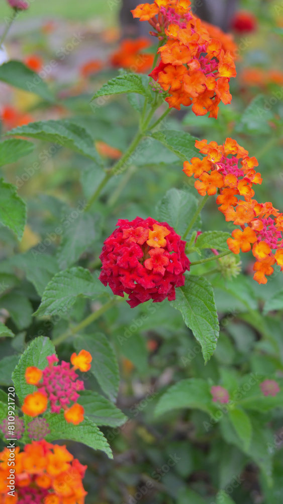 Macro of small red flowers in park. Macro of small red flowers in park.